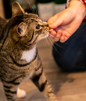 Chat dégustant une friandise naturelle sans céréales.