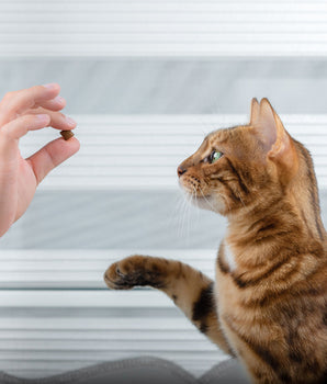 Chat devant une friandise naturelle sans céréales.