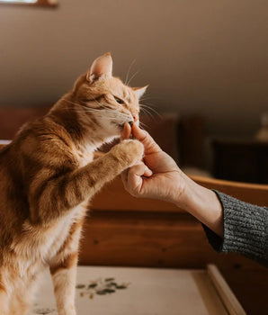 Chat dégustant une friandise sans céréales.