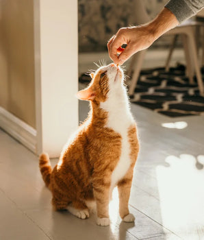 Chat dégustant une friandise sans céréales.