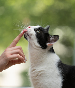 Chat dégustant une friandise sans céréales.