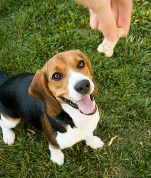 Chien qui va manger une friandise sans céréales Marly & Dan.