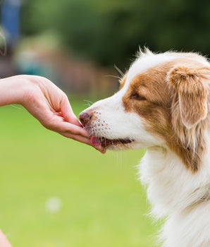 Chien dégustant une friandise sans céréales Marly & Dan.