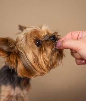 Chien dégustant une friandise sans céréales Marly & Dan.