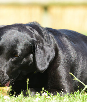 Fromage pour Chien Mastication Lait de Yak