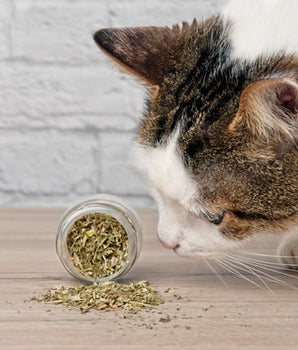 Herbe à Chat Bio Felichef Cataire Séchée