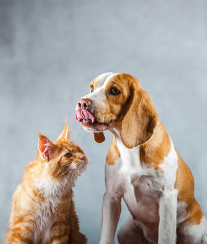 Huile de Saumon Marly & Dan Chien Chat