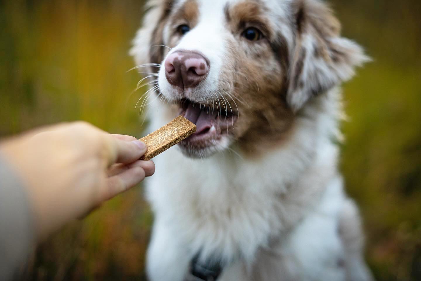 Marly & Dan Barres a macher Sans Cereales au Saumon Chien