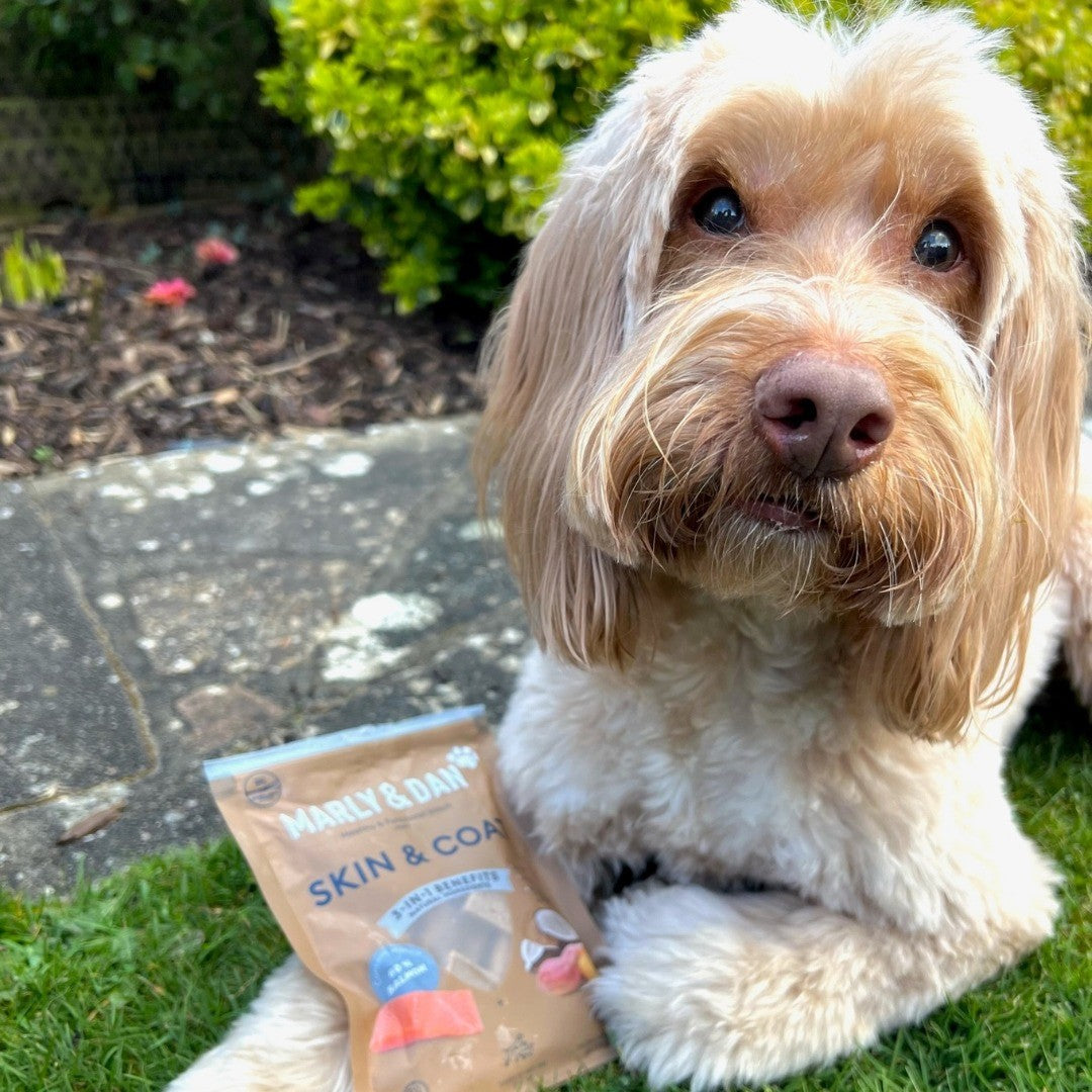Marly & Dan Barres a macher Sans Cereales au Saumon Chien