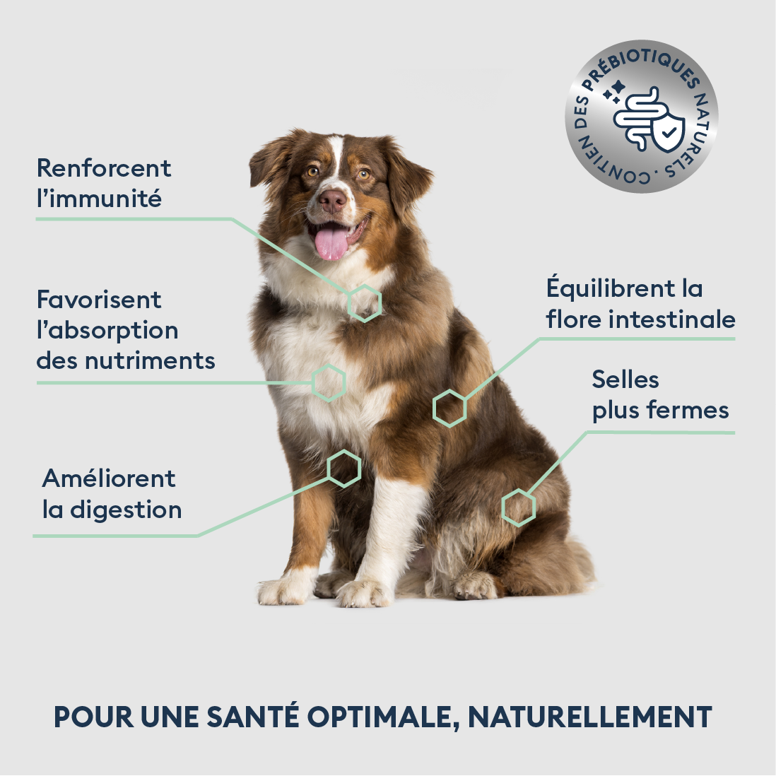 Marly & Dan Croquettes Sans Cereales Saumon Chien Grande Taille