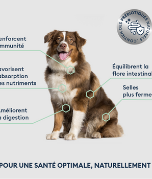 Marly & Dan Croquettes Sans Cereales Saumon Chien Grande Taille