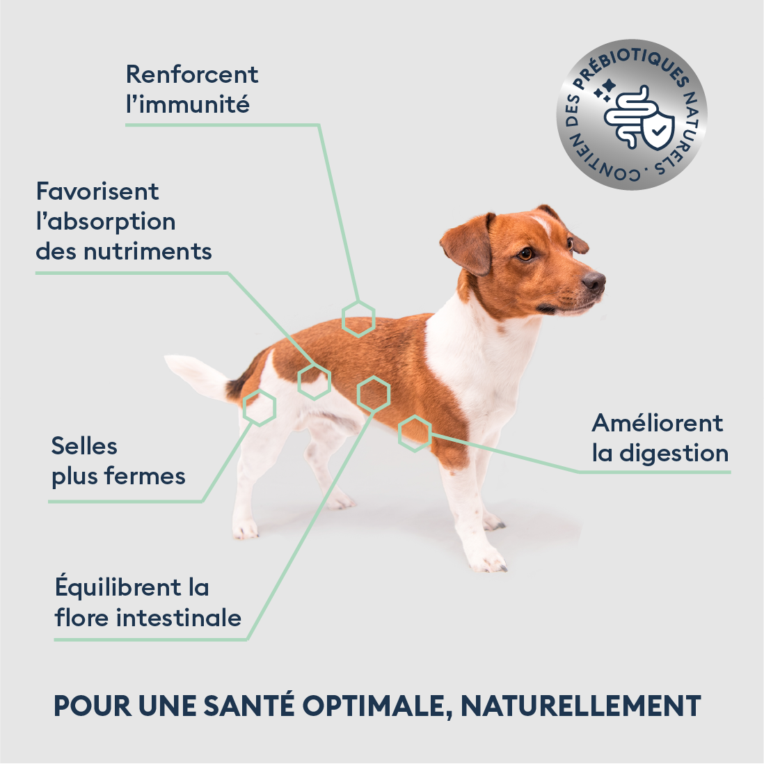 Marly & Dan Croquettes Sans Cereales Saumon Chien Petite Taille