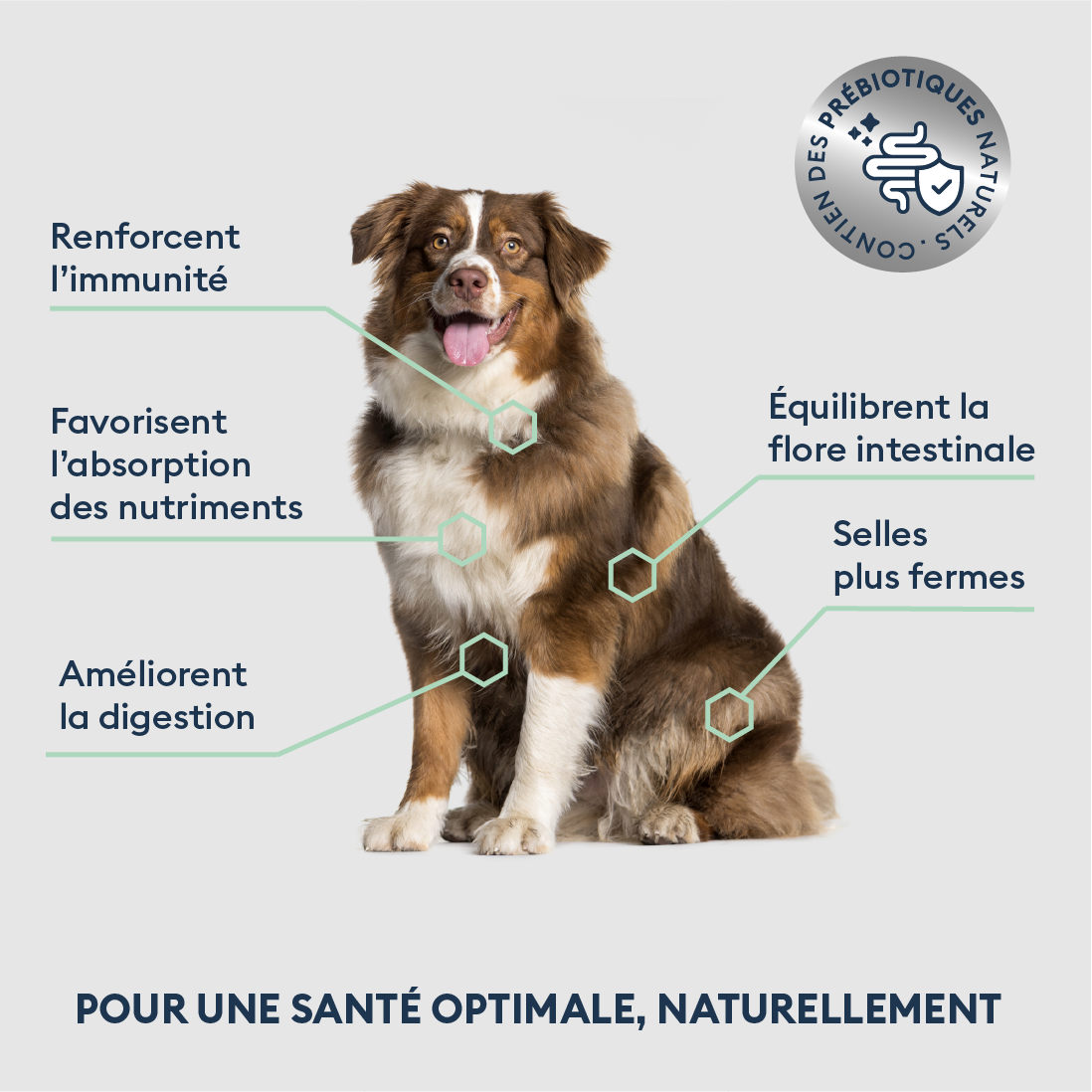 Marly & Dan Croquettes Sans Cereales au Saumon Chien Senior Moyenne Grande Taille