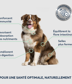 Marly & Dan Croquettes Sans Cereales au Saumon Chien Senior Moyenne Grande Taille