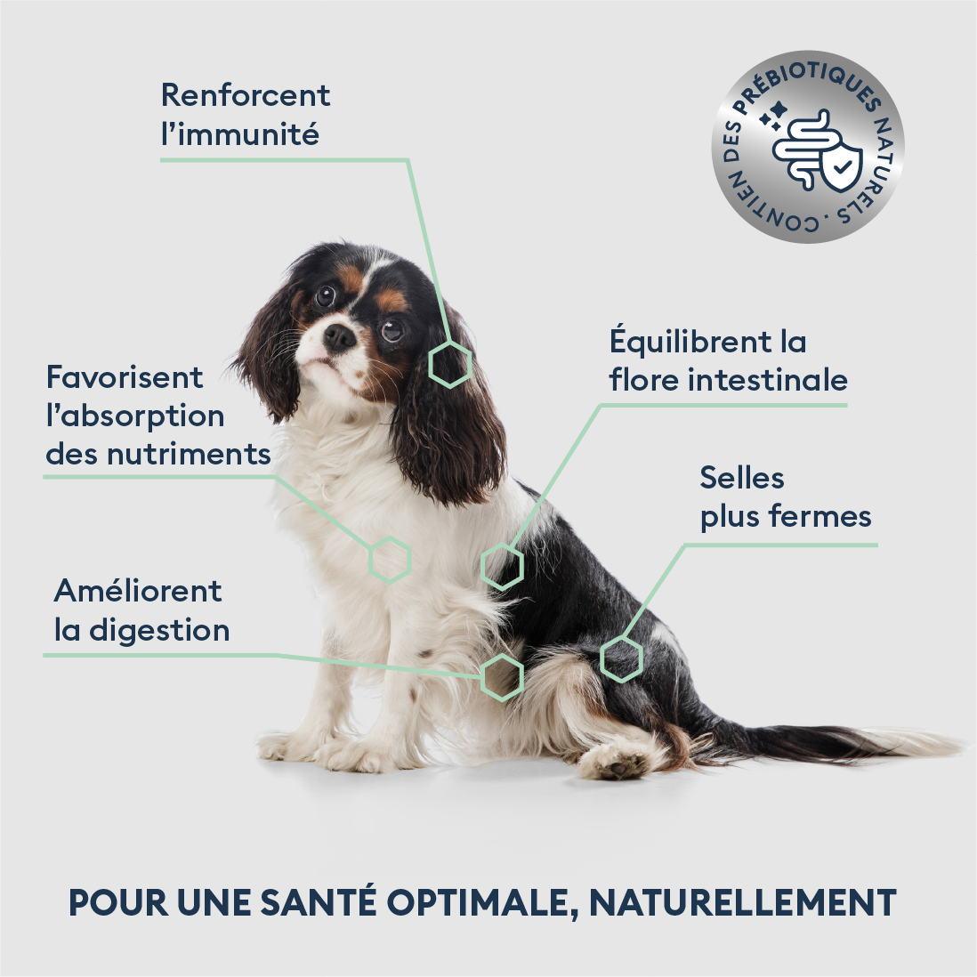 Marly & Dan Croquettes Sans Cereales au Saumon Chien Senior Petite Taille