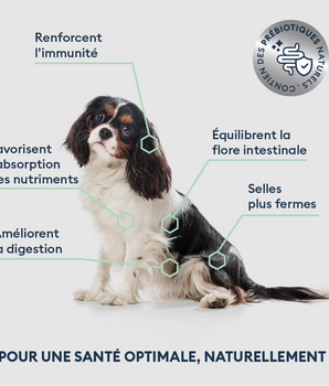 Marly & Dan Croquettes Sans Cereales au Saumon Chien Senior Petite Taille