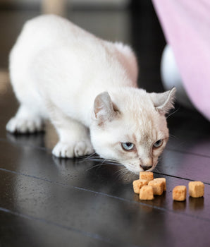 Marly & Dan Friandises Sans Cereales Saumon pour Chat