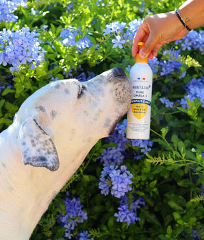 Marly & Dan Huile de Saumon Chien Chat