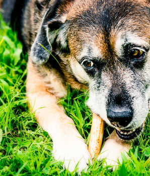 Mastication Box Chien Friandises Naturelles