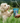 Mini Snack Yarrah Bio Sans Cereales pour Chien