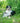 Morceaux Peau de Saumon Friandise Naturel Chien Chat