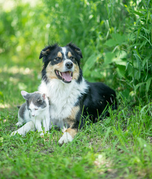Morceaux Peau de Saumon Friandise Naturel Chien Chat