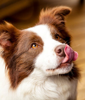 Mousse Bio Sans Céréales Canichef au Poulet pour Chien