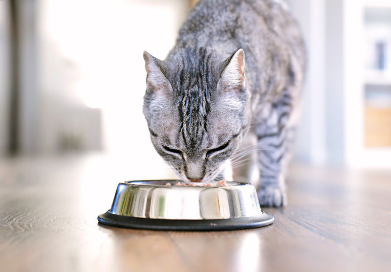 Mousse Bio Sans Céréales Felichef à la Volaille pour Chat