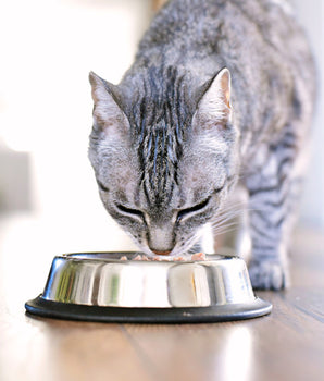 Mousse Bio Sans Céréales Felichef à la Volaille pour Chat