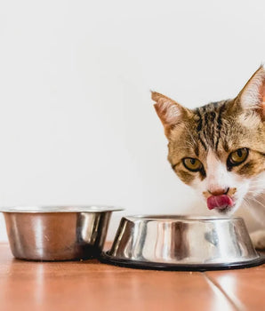 Mousse Bio Sans Céréales Felichef au Saumon pour Chat