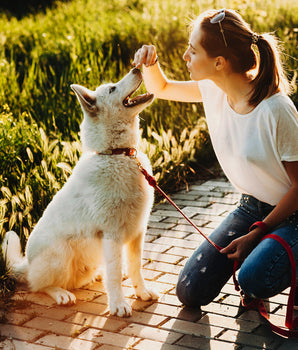 Friandises Carnilove Sans Céréales pour Chien