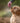 Nestor Friandises Complementaires pour Chien Articulation