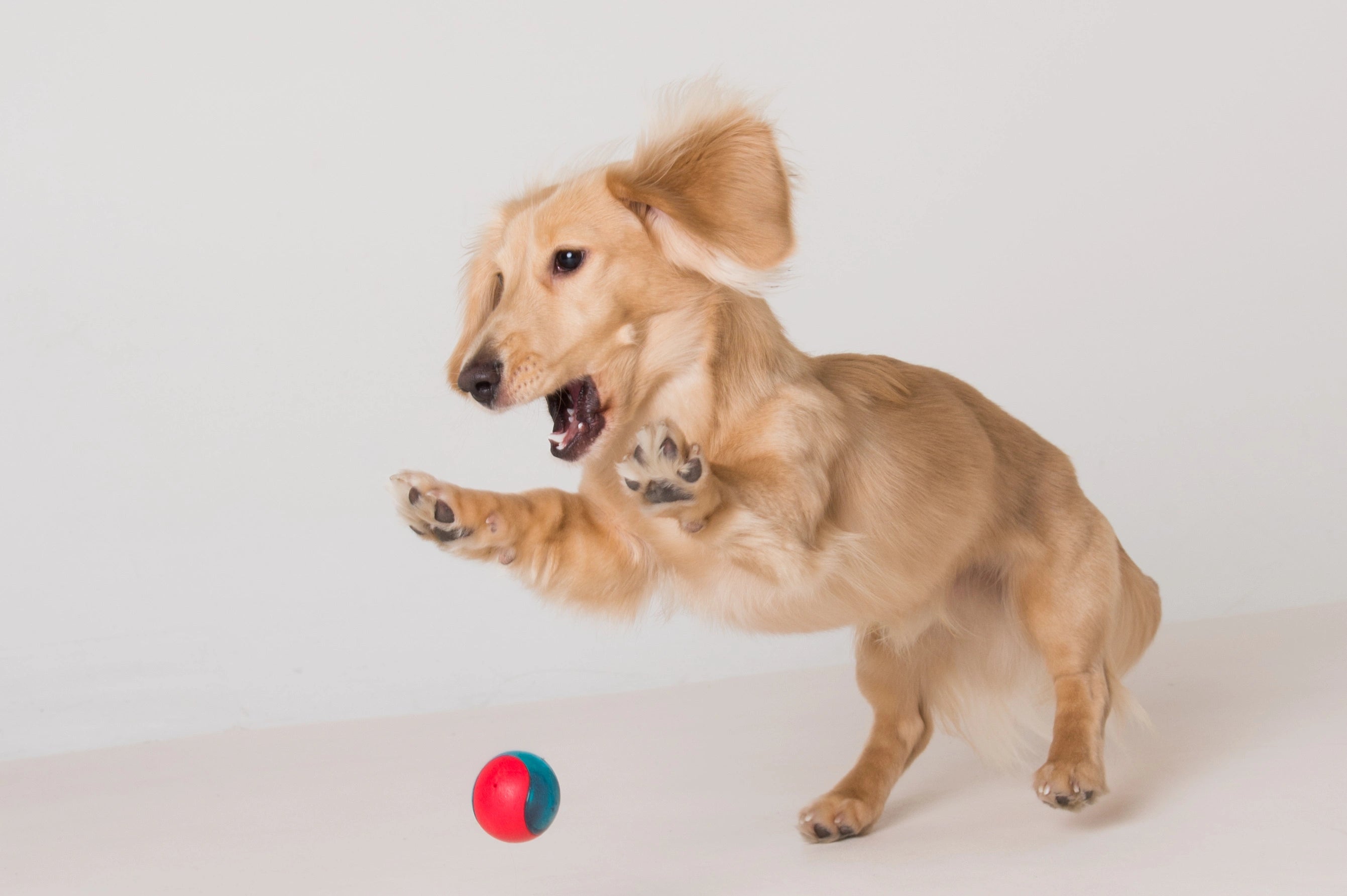 Nourriture bio et naturelle chien chat