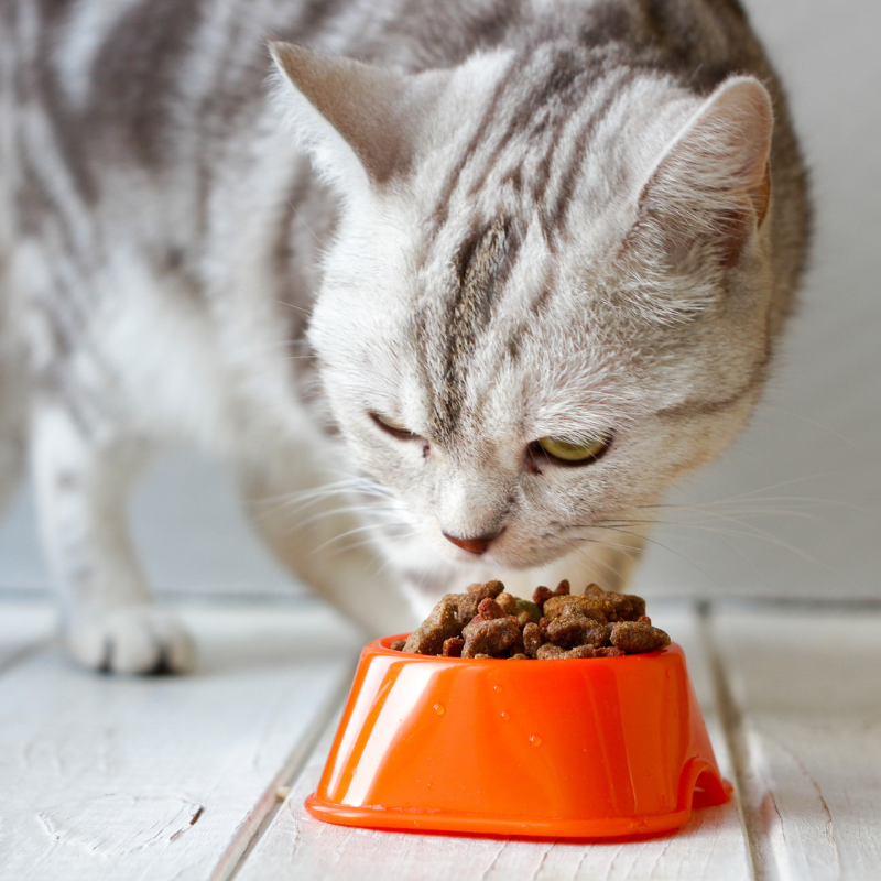 Pâtées Bio Organic Sans Céréales Almo Nature Saumon pour Chat
