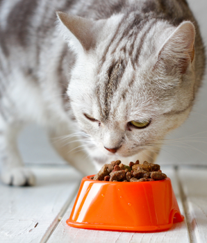 Pâtées Bio Organic Sans Céréales Almo Nature Saumon pour Chat