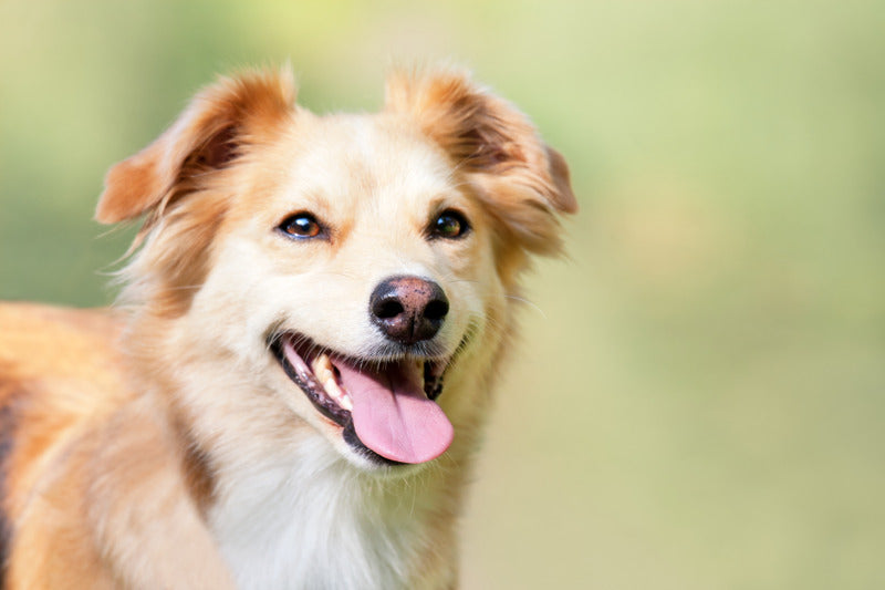Pâté Sans Céréales Edgard Cooper Poulet Saumon Chien Senior