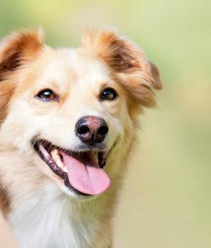 Pâté Sans Céréales Edgard Cooper Poulet Saumon Chien Senior