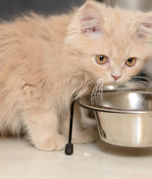 Pâtée Sans Céréales Edgard Cooper Cabillaud Poulet Chaton