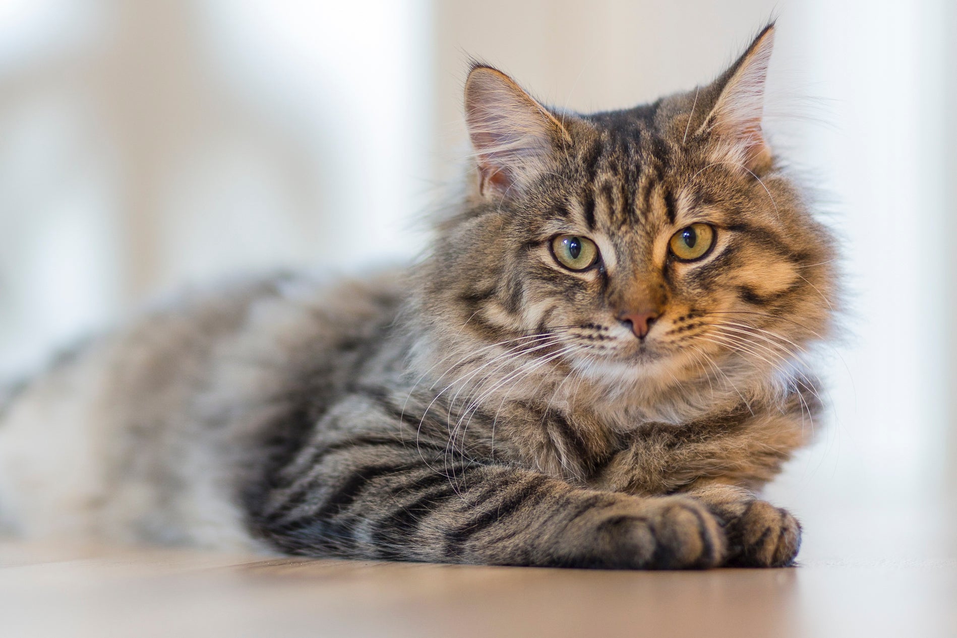 Pâtée Sans Céréales Edgard Cooper Poulet Dinde Chat Senior