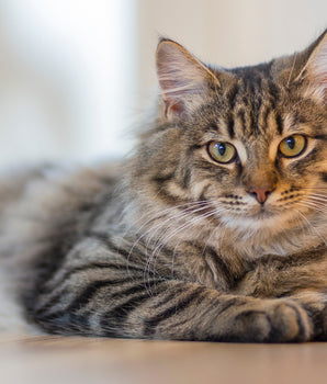 Pâtée Sans Céréales Edgard Cooper Poulet Dinde Chat Senior