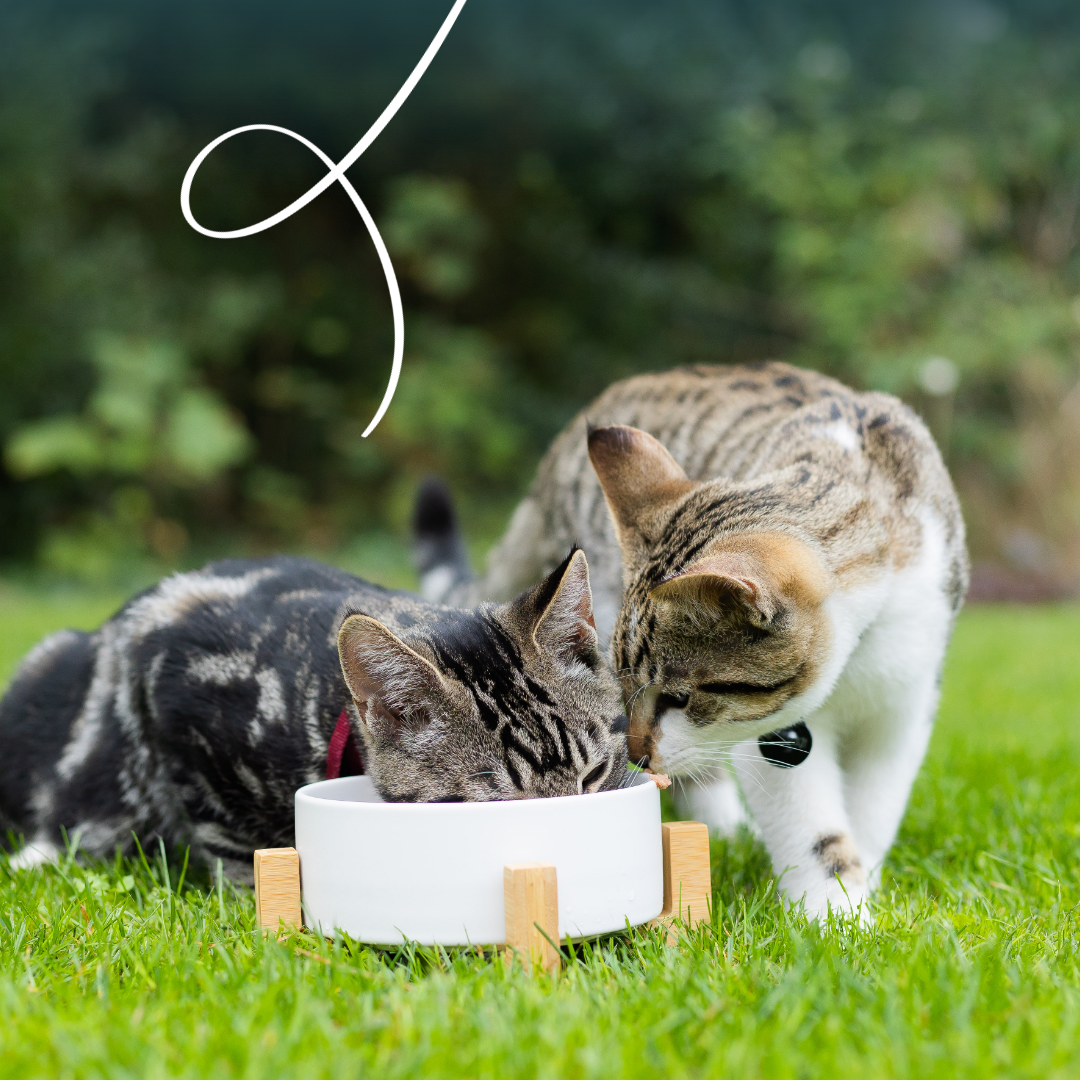Patee Yarrah Bio Sans Cereales Boeuf & Poulet pour Chat