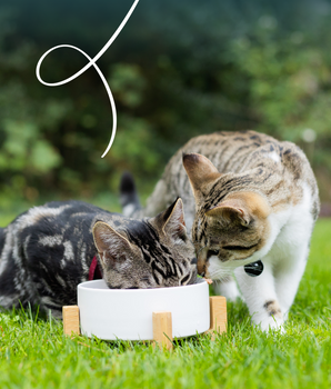Patee Yarrah Bio Sans Cereales Poulet & Dinde pour Chat