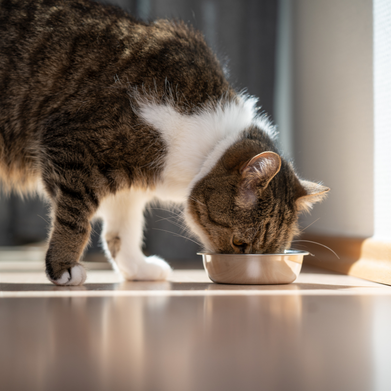 Pâtées Almo Nature Bio Sans Céréales Organic Dinde pour Chat