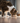 Pâtées Almo Nature Bio Sans Céréales Organic Dinde pour Chat