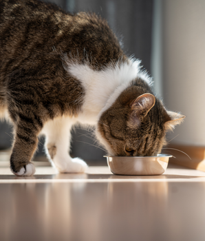 Pâtées Almo Nature Bio Sans Céréales Organic Dinde pour Chat