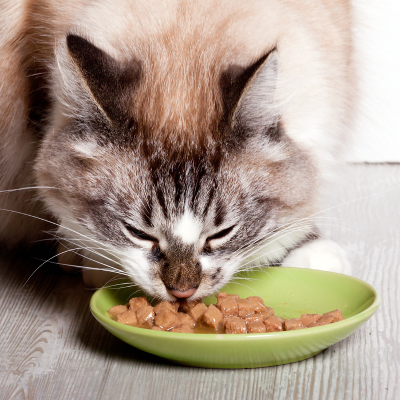 Pâtées Bio Organic Sans Céréales Almo Nature Bœuf pour Chat