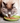 Pâtées Bio Organic Sans Céréales Almo Nature Bœuf pour Chat