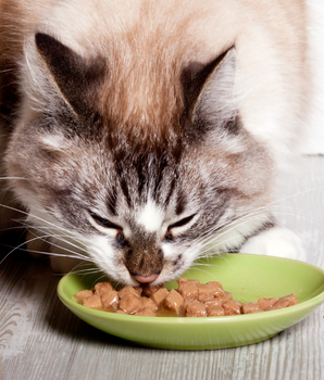 Pâtées Bio Organic Sans Céréales Almo Nature Bœuf pour Chat
