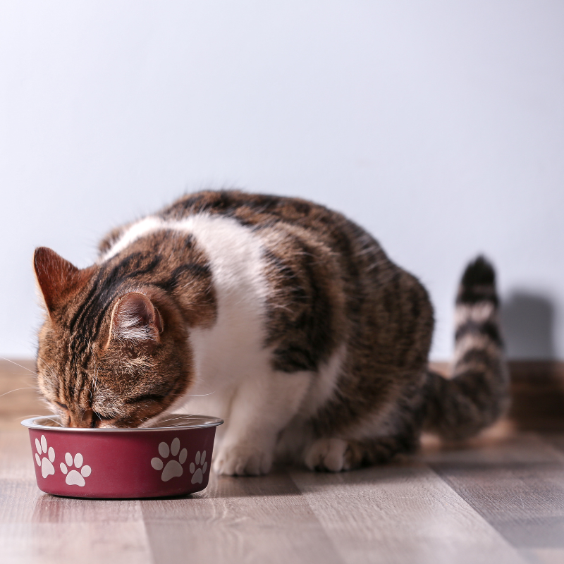 Pâtées Bio Organic Sans Céréales Almo Nature Poulet pour Chat