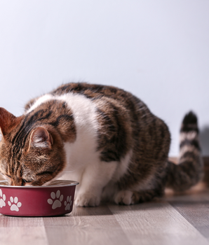 Pâtées Bio Organic Sans Céréales Almo Nature Poulet pour Chat